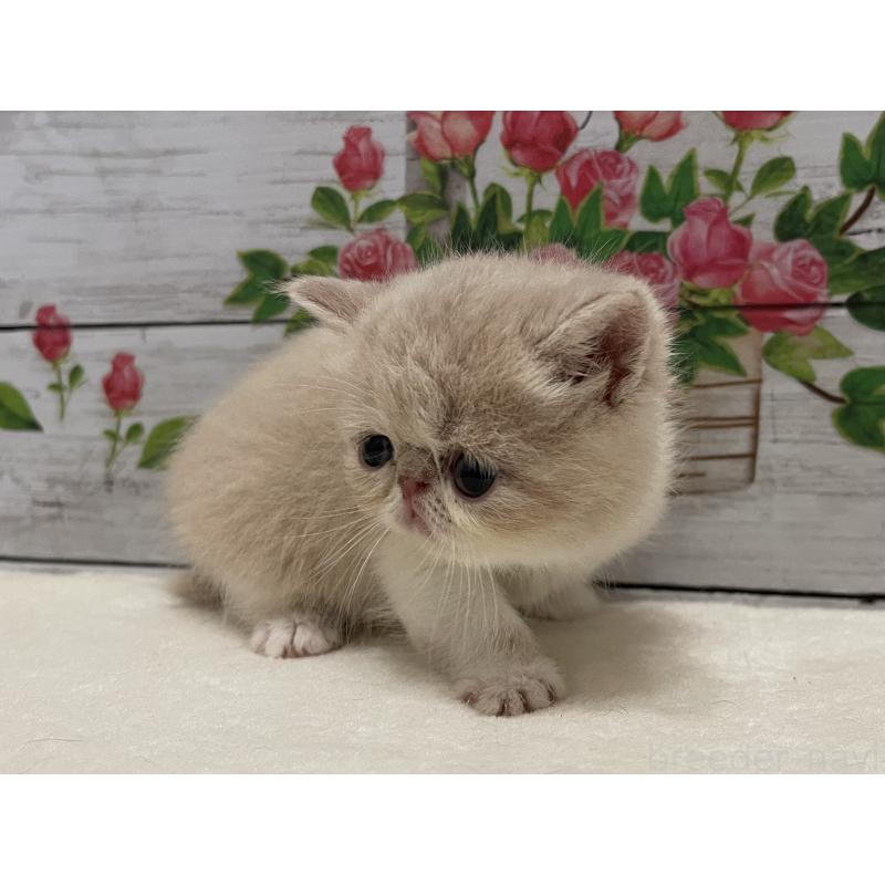 販売中の山梨県のエキゾチックショートヘア-124818の8枚目