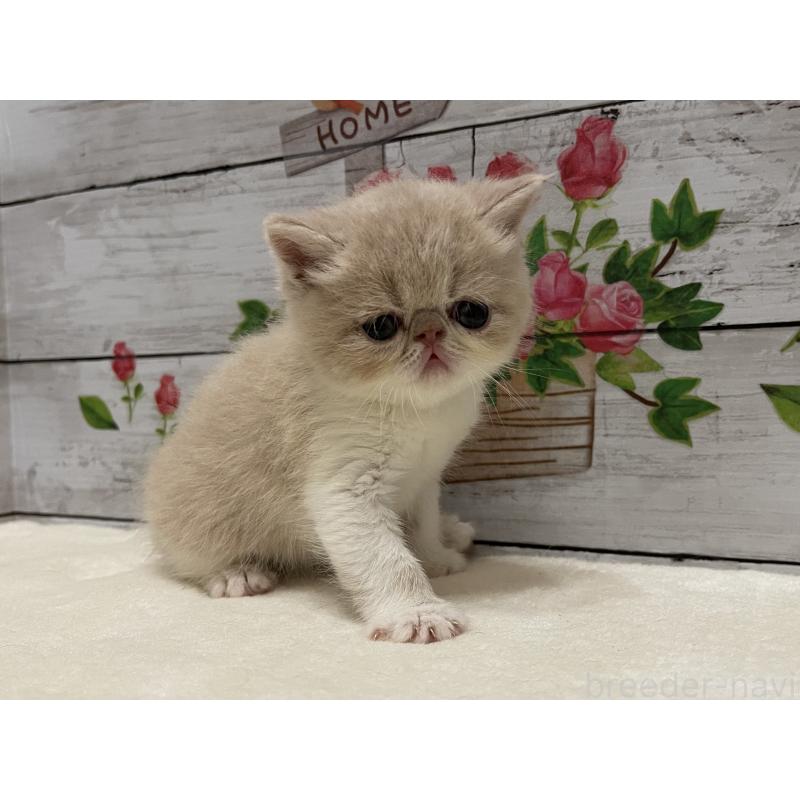 販売中の山梨県のエキゾチックショートヘア-124818の7枚目