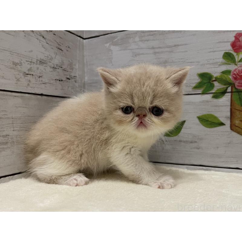 販売中の山梨県のエキゾチックショートヘア-124818の6枚目