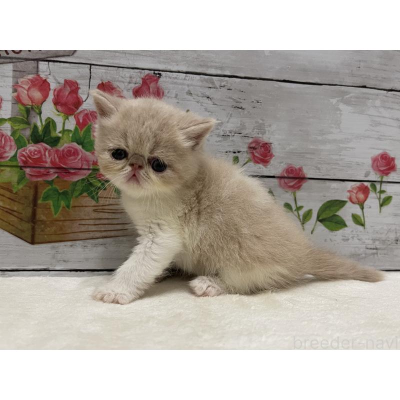 販売中の山梨県のエキゾチックショートヘア-124818の5枚目