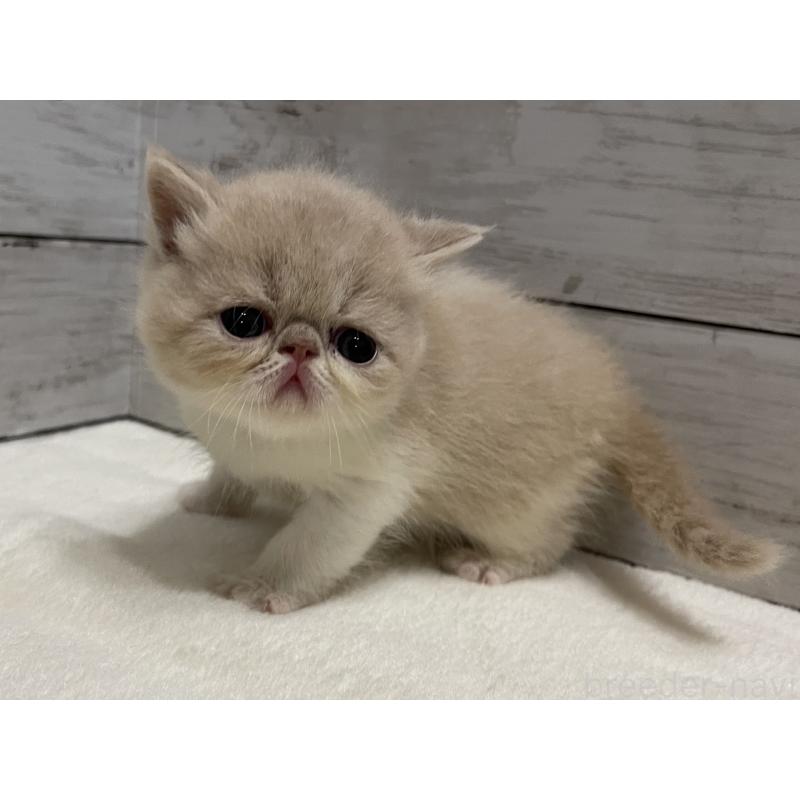 販売中の山梨県のエキゾチックショートヘア-124818の4枚目