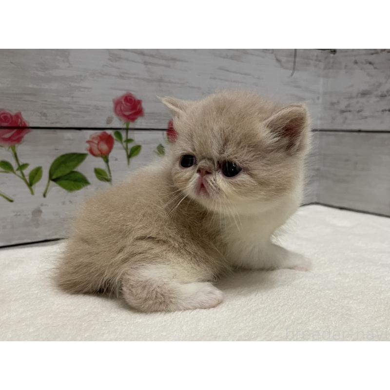 販売中の山梨県のエキゾチックショートヘア-124818の3枚目