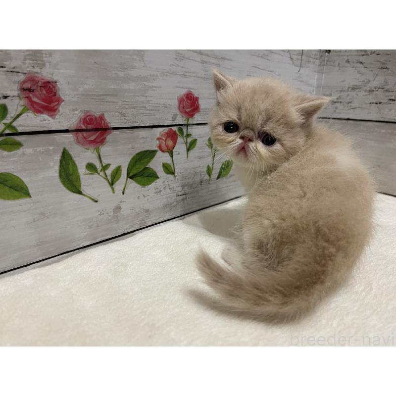 販売中の山梨県のエキゾチックショートヘア-124818の2枚目