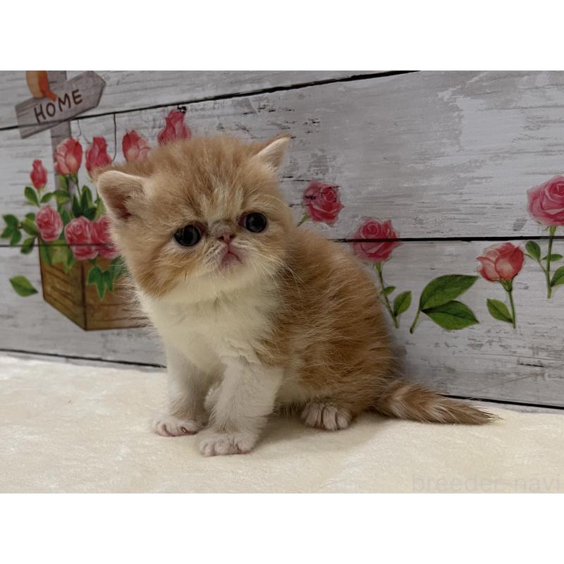 販売中の山梨県のエキゾチックショートヘア-124819
