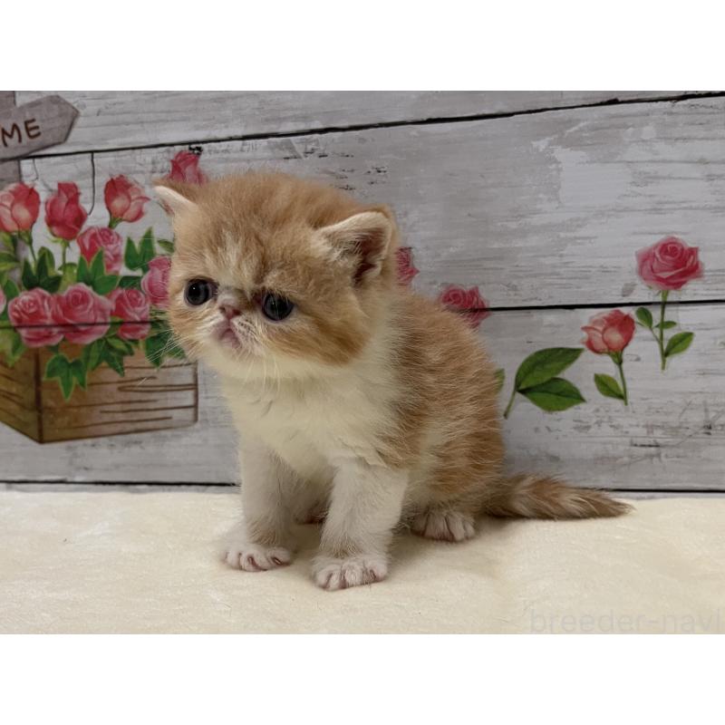 販売中の山梨県のエキゾチックショートヘア-124819の10枚目