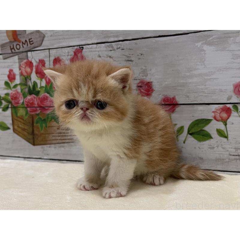 販売中の山梨県のエキゾチックショートヘア-124819の9枚目