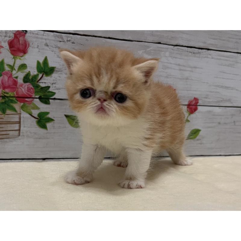 販売中の山梨県のエキゾチックショートヘア-124819の7枚目