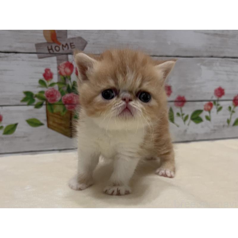 販売中の山梨県のエキゾチックショートヘア-124819の6枚目
