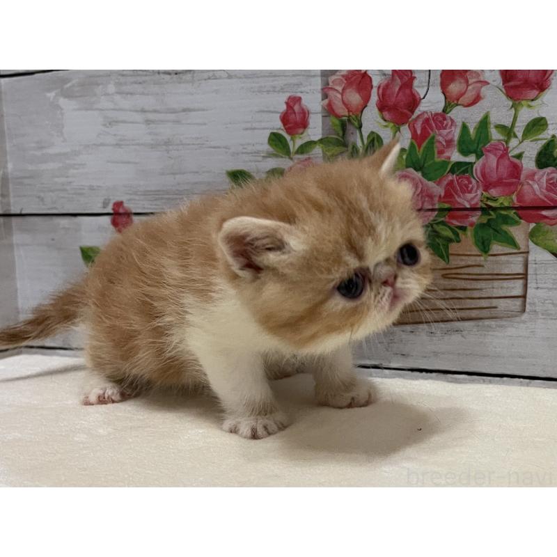 販売中の山梨県のエキゾチックショートヘア-124819の5枚目