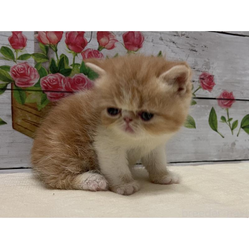 販売中の山梨県のエキゾチックショートヘア-124819の2枚目