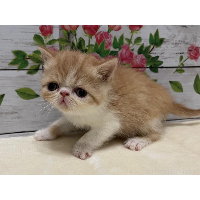 販売中の山梨県のエキゾチックショートヘア-124821の10枚目
