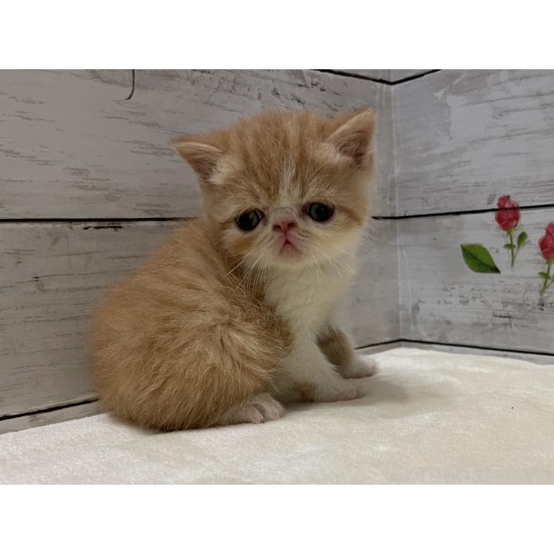 販売中の山梨県のエキゾチックショートヘア-124821の8枚目