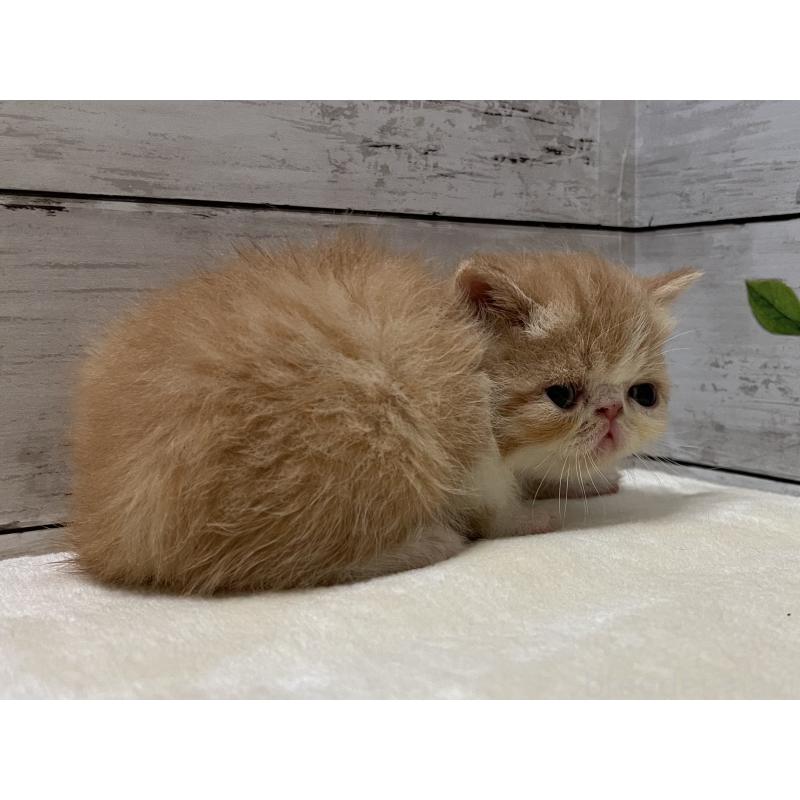販売中の山梨県のエキゾチックショートヘア-124821の7枚目