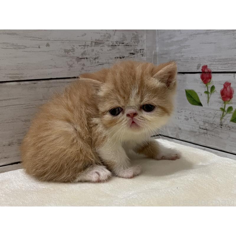 販売中の山梨県のエキゾチックショートヘア-124821の6枚目