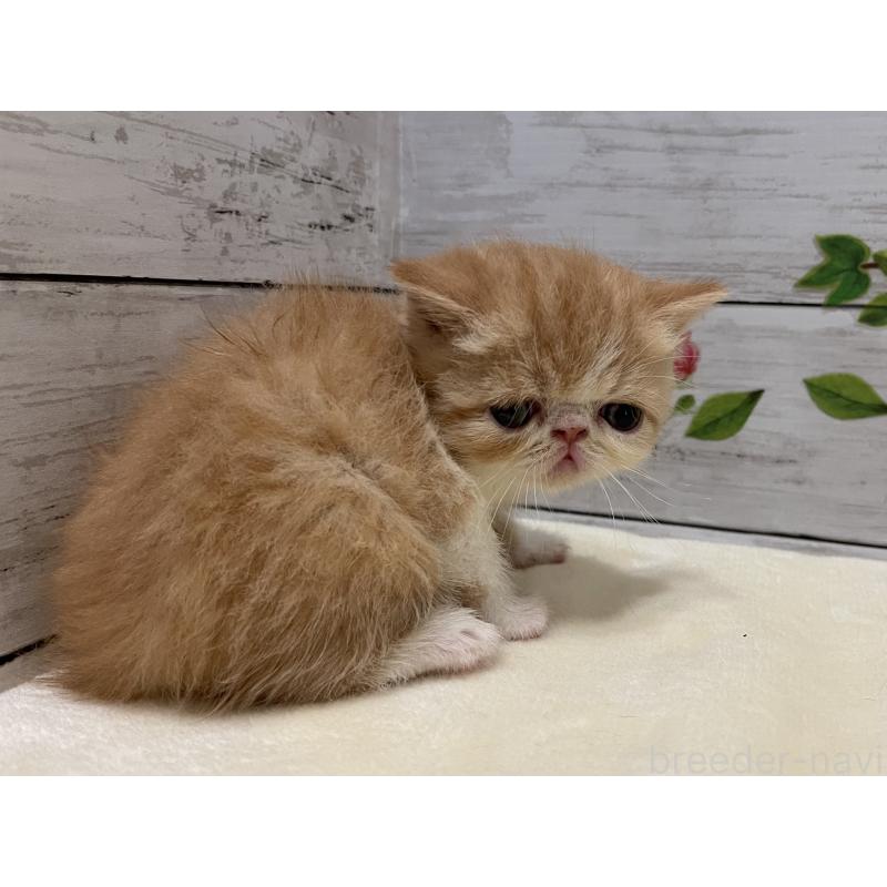 販売中の山梨県のエキゾチックショートヘア-124821の5枚目