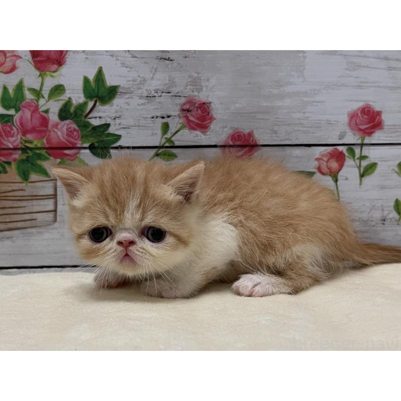 販売中の山梨県のエキゾチックショートヘア-124821の3枚目