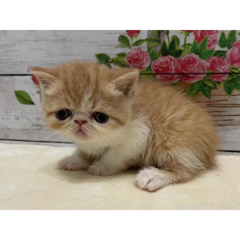 販売中の山梨県のエキゾチックショートヘア-124821