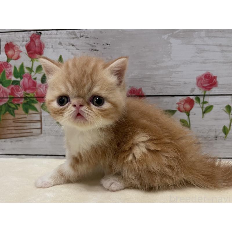 販売中の山梨県のエキゾチックショートヘア-124823