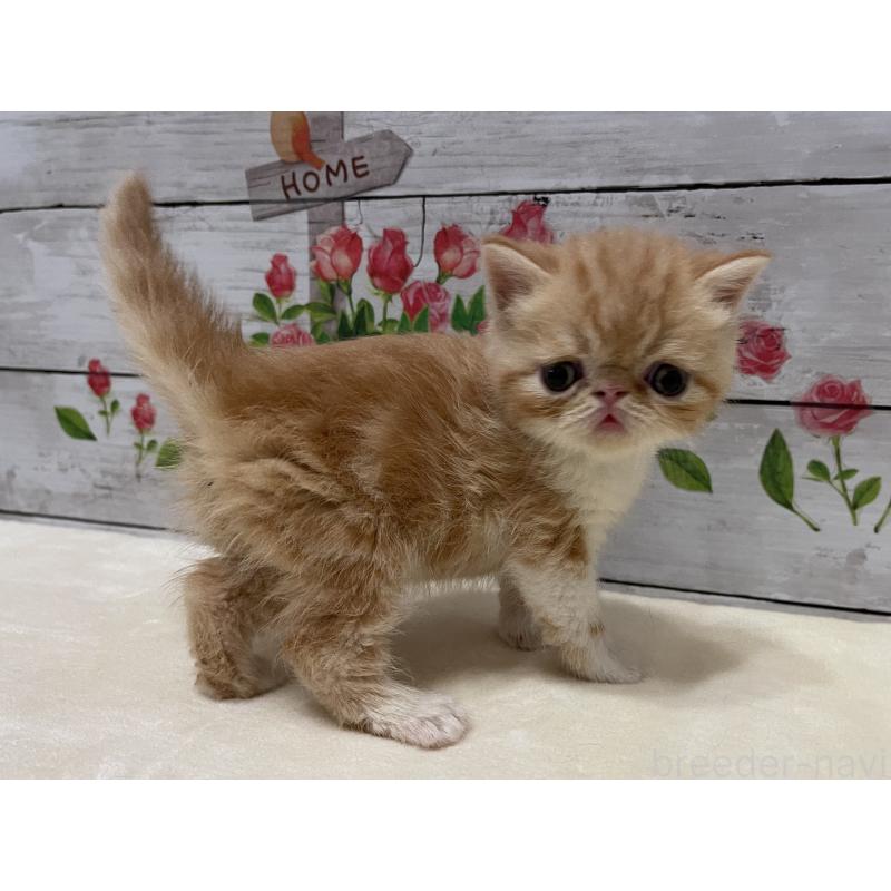 販売中の山梨県のエキゾチックショートヘア-124823の12枚目