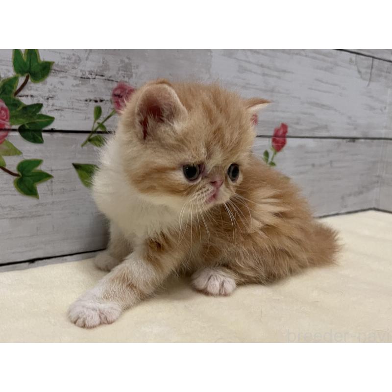販売中の山梨県のエキゾチックショートヘア-124823の11枚目