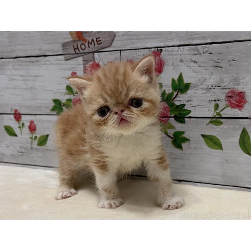 販売中の山梨県のエキゾチックショートヘア-124823の5枚目