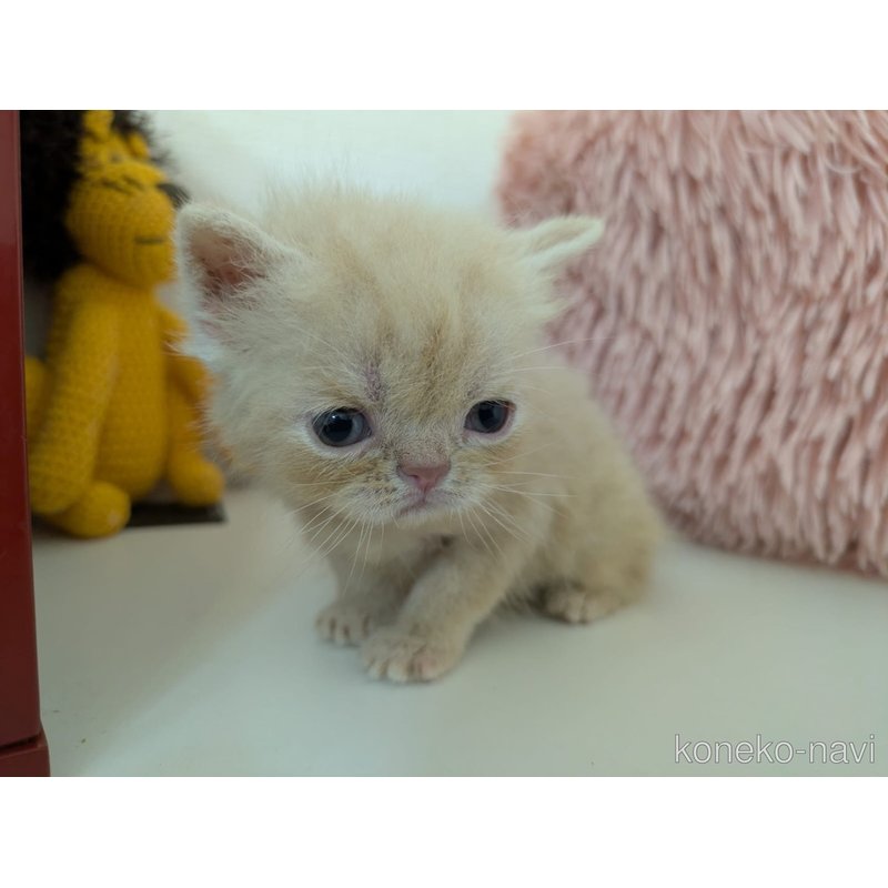 販売中の大阪府のエキゾチックショートヘア-124815の3枚目