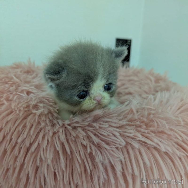 販売中の大阪府のエキゾチックショートヘア-124861の2枚目