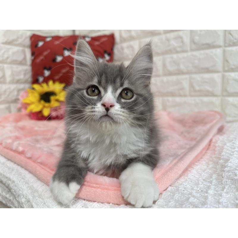 成約済の京都府のスコティッシュフォールド-124037の2枚目