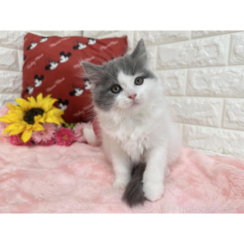 成約済の京都府のスコティッシュフォールド-124036の2枚目