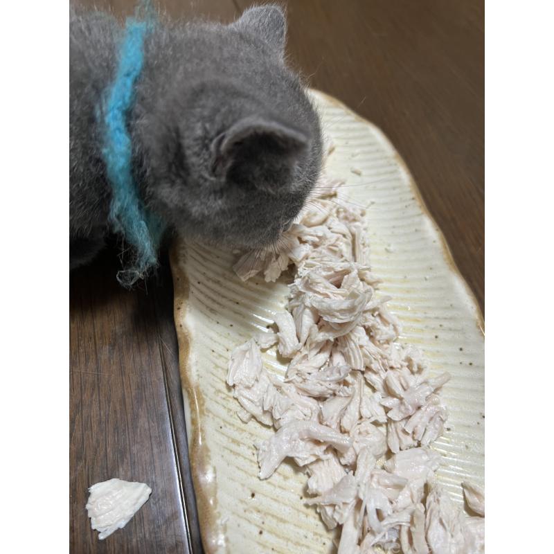 販売中の千葉県のブリティッシュショートヘア-124690の2枚目