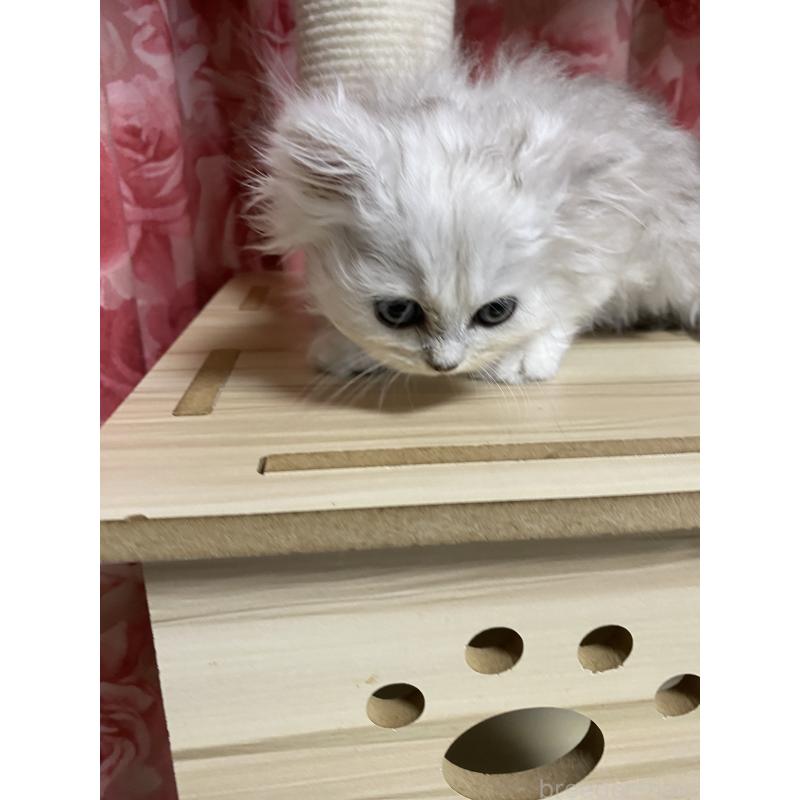 販売中の福岡県のペルシャ(チンチラ)-124875の4枚目