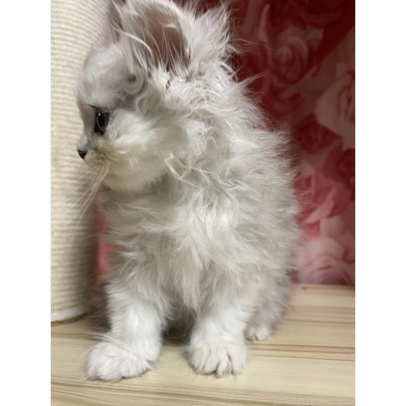 販売中の福岡県のペルシャ(チンチラ)-124875の3枚目