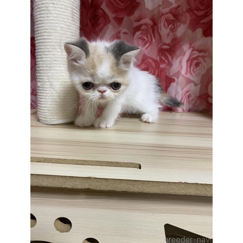 販売中の福岡県のエキゾチックショートヘア-124877の2枚目