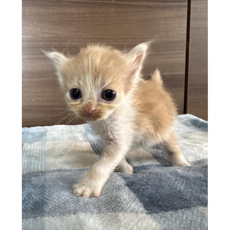 販売中の埼玉県のスコティッシュフォールド-124878の2枚目