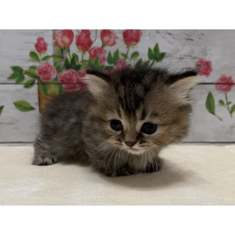 販売中の山梨県のマンチカン(短足)-124880の12枚目