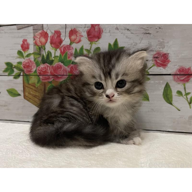 販売中の山梨県のマンチカン-124881の10枚目