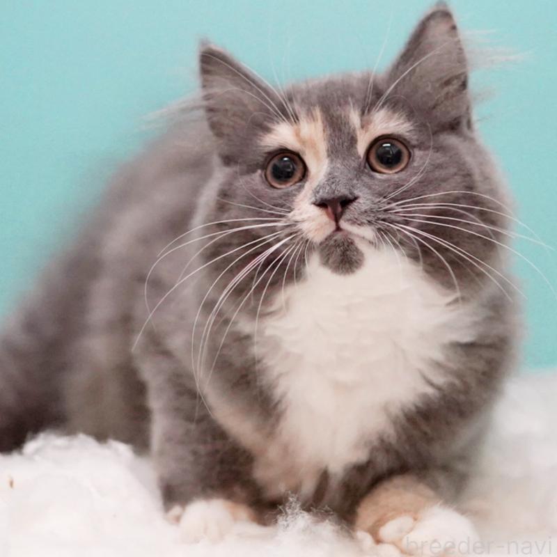 成約済の東京都のサイベリアン-117200の15枚目