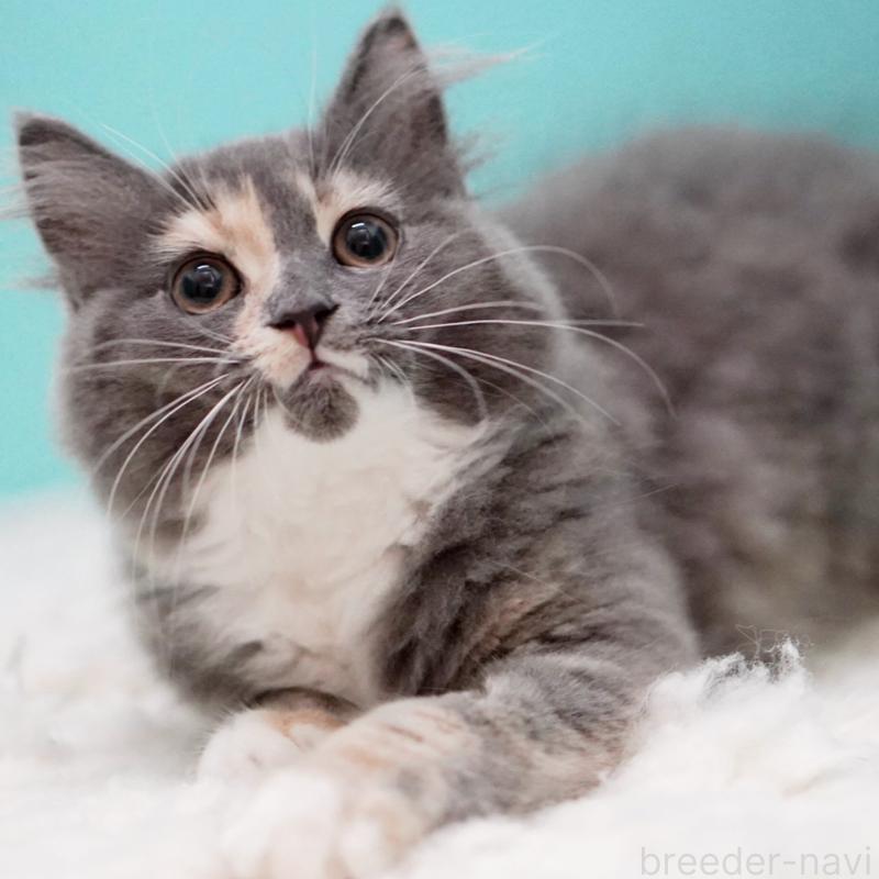 成約済の東京都のサイベリアン-117200の14枚目