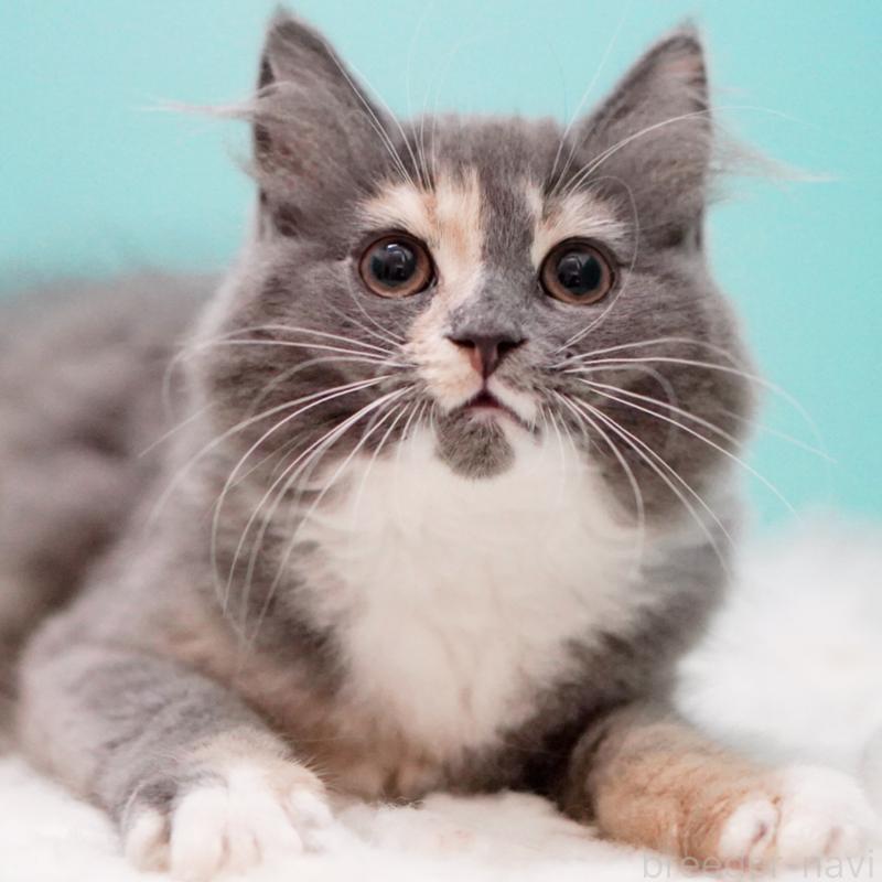 成約済の東京都のサイベリアン-117200の13枚目