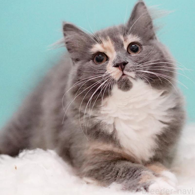 成約済の東京都のサイベリアン-117200の12枚目