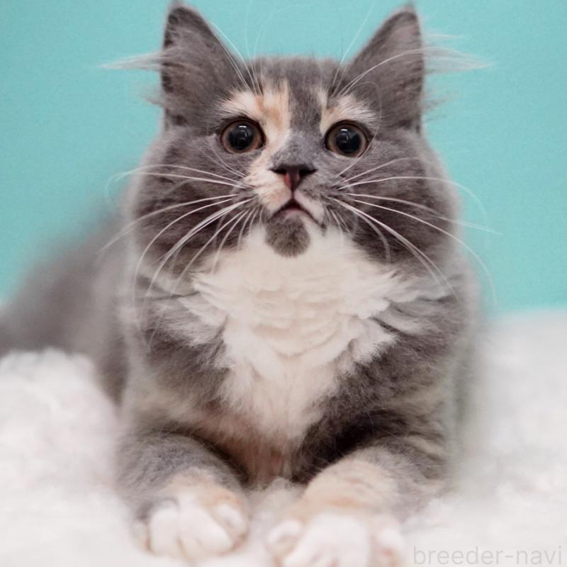 成約済の東京都のサイベリアン-117200の10枚目