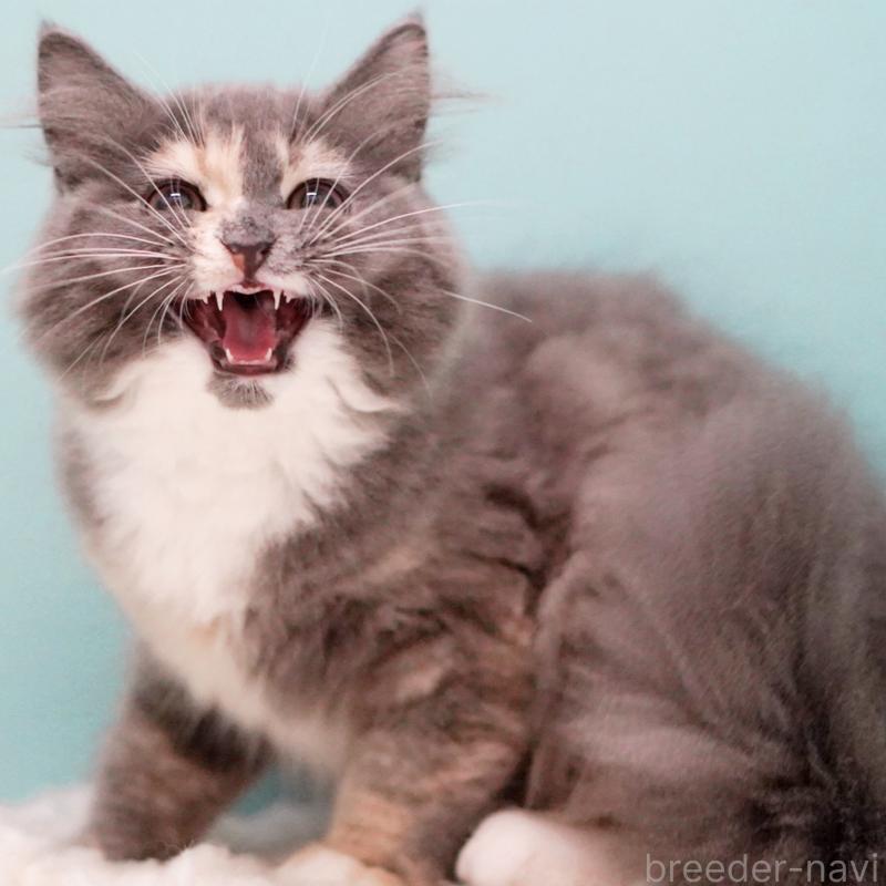 成約済の東京都のサイベリアン-117200の9枚目