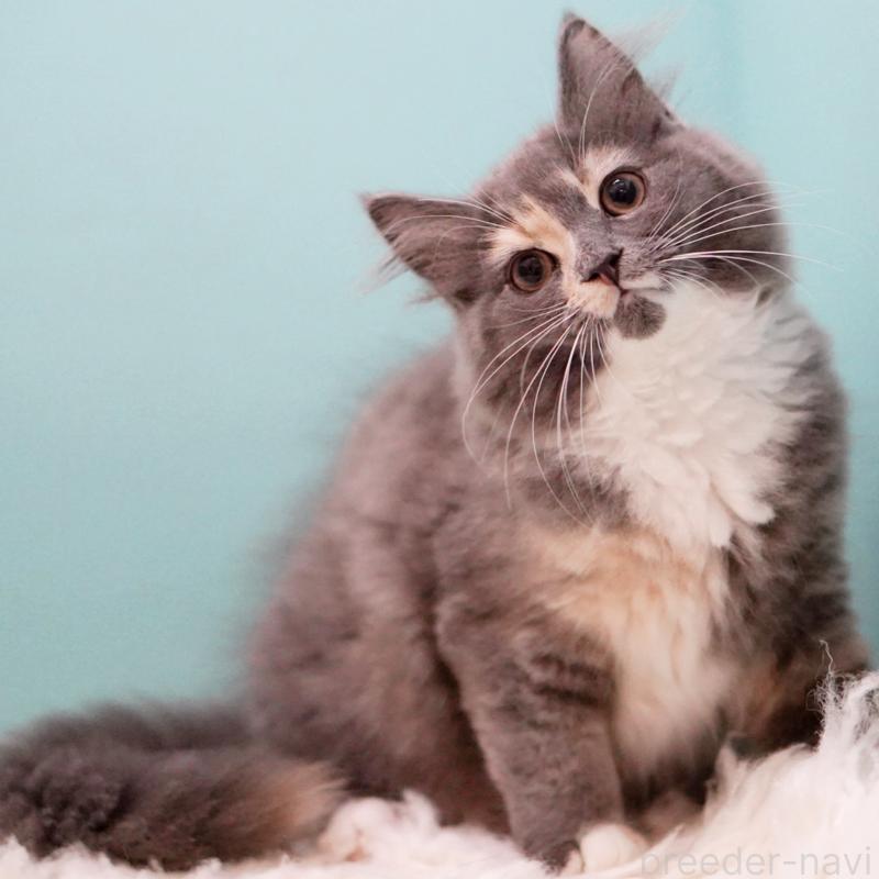 成約済の東京都のサイベリアン-117200の8枚目