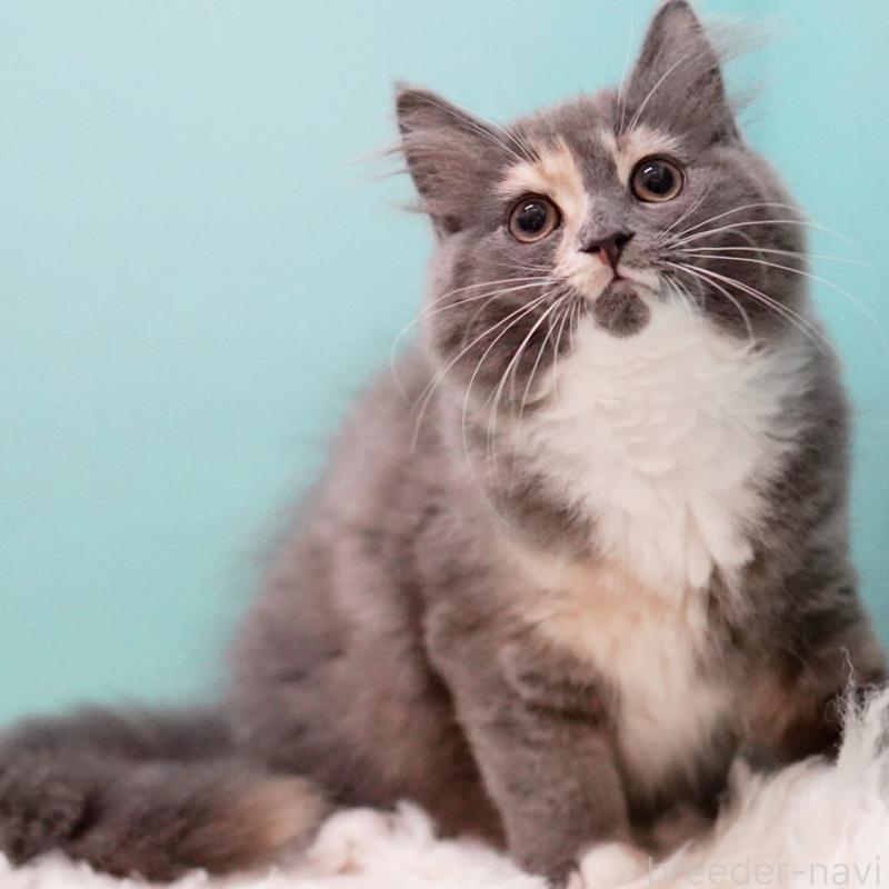 成約済の東京都のサイベリアン-117200の7枚目