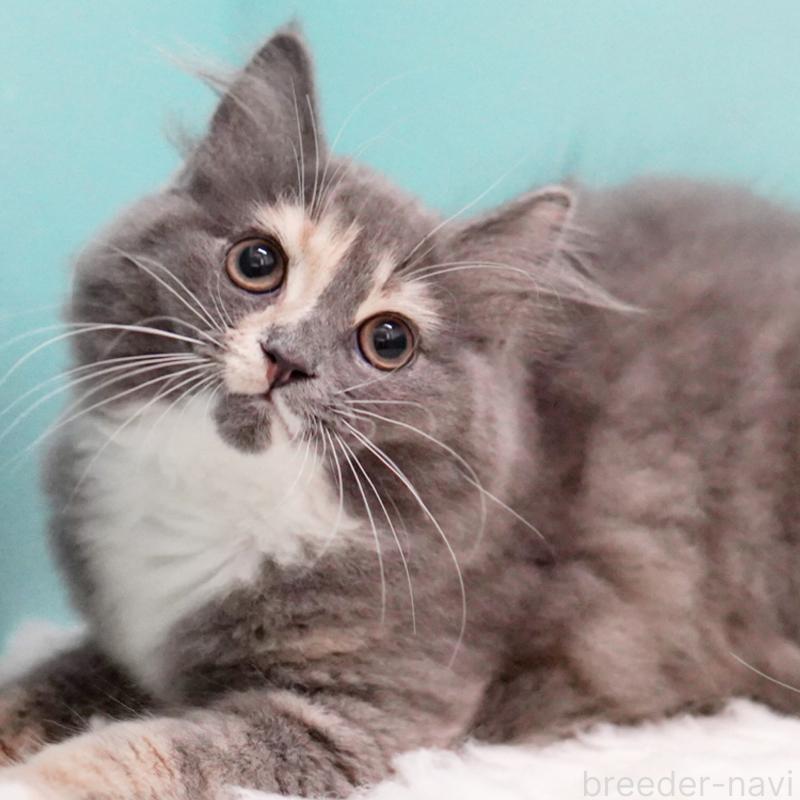 成約済の東京都のサイベリアン-117200の6枚目