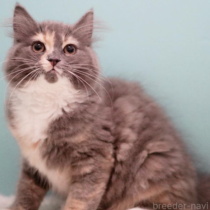 成約済の東京都のサイベリアン-117200の5枚目