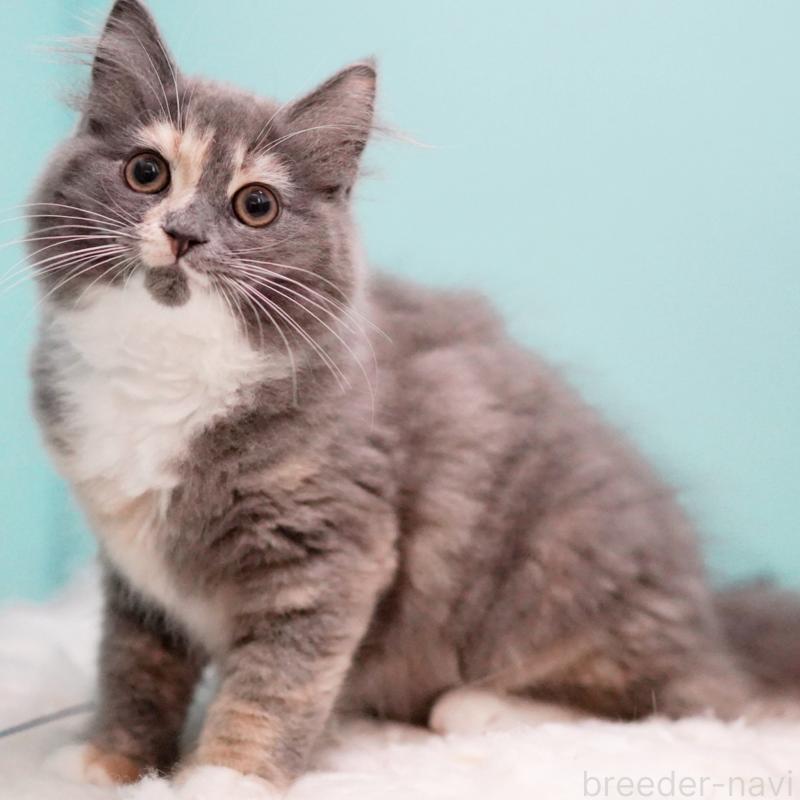 成約済の東京都のサイベリアン-117200の4枚目