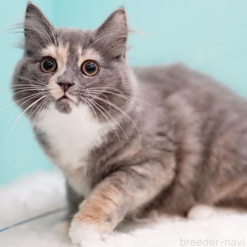 成約済の東京都のサイベリアン-117200の3枚目