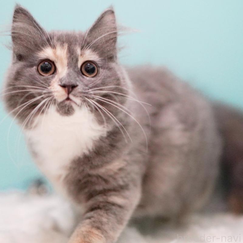 成約済の東京都のサイベリアン-117200の2枚目