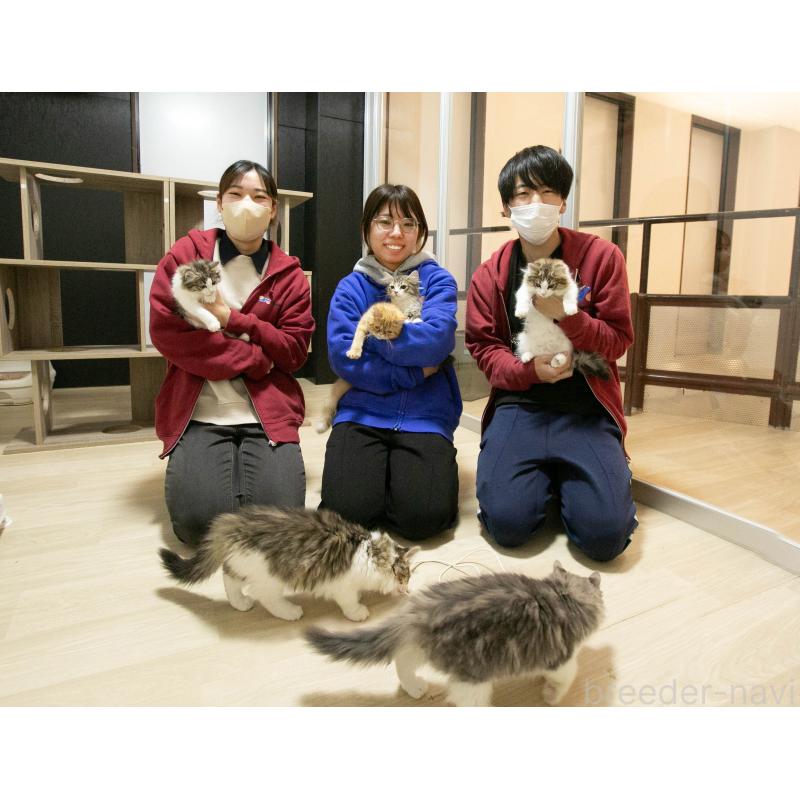 販売中の茨城県のミヌエット-121638の2枚目